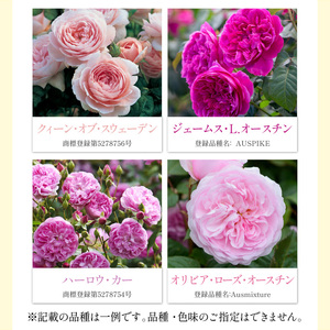 【 イングリッシュローズ 】 デビッド・オースチン つるバラ鉢苗（バラ専用肥料付） 花 バラ 薔薇 ばら インテリア ガーデニング フラワー つるバラ鉢苗 鉢苗 植物 薔薇苗 フラワー 初心者【025