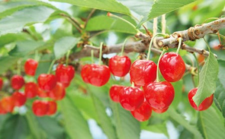 ≪2026年 先行予約≫さくらんぼ 特選佐藤錦 桐箱詰 1100g「やまのべ多田農園」 F2Y-1397