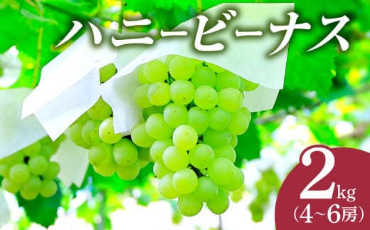 先行予約≪期間限定≫都農町産ハニービーナス(計2kg) ぶどう フルーツ 果物 デザート 国産_T015-003