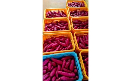 冷やし焼き芋 シルクスイート 10個セット [餞心亭 おゝ乃]【010S279】