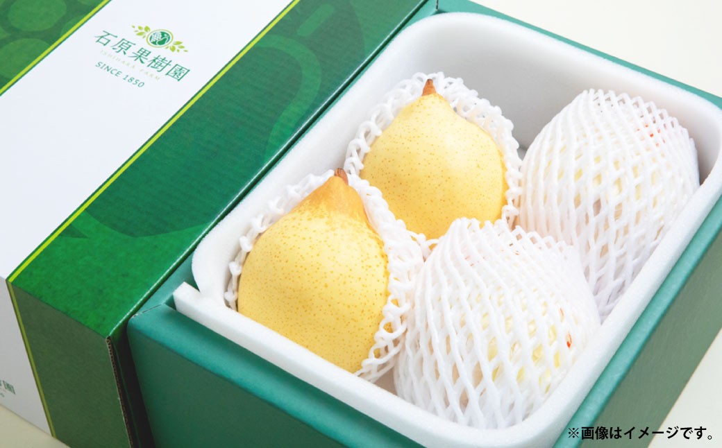 
            鴨梨 （ヤーリー） 3～5玉 約2kg 贈答箱 ／ 梨 なし ナシ 果物  【2025年11月下旬～12月下旬発送予定】
          