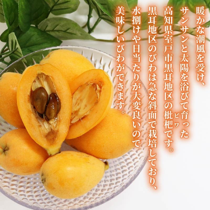 
            訳あり 黒耳びわ 大小混合 12～20玉 枇杷 ビワ フルーツ 果物 母の日 旬 果実 期間限定 初夏 季節 高知 
          