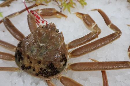 鳥取県産　生　松葉ガニ（５００ｇ～７００ｇ）（1～2人前）訳アリ