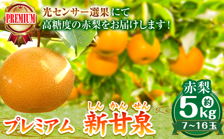 【2026年先行予約】なし 梨 プレミアム 新甘泉 約5kg (7〜16玉) 高間商店《2026年8月下旬-10月上旬頃出荷》 鳥取県 八頭町 梨 なし ナシ 果物 フルーツ 厳選 先行予約 送料無料 甘い 果実 果汁 デザート 新甘泉梨 赤梨st-p