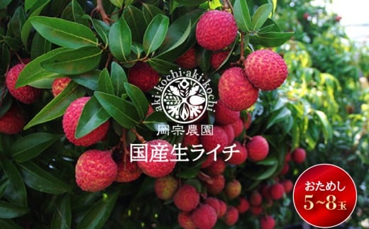 【先行受付開始！令和8年産】 生ライチ 5個 ～ 8個 お試し ライチ フルーツ 果物 くだもの 季節限定 期間限定 数量限定 旬 限定 国産 贈答 ギフト 贈り物 プレゼント デザート スイーツ アレンジ メリーガーデン 高知県 希少 ジューシー フレッシュ お取り寄せ おすすめ グルメ 食品 食べ物 南国 トロピカル 瑞々しい 青果 果実 生鮮 オススメ 贅沢 ごちそう 豪華 ご褒美 絶品 レア 厳選 安芸市 高知県