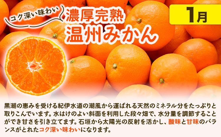 【発送月固定定期便】紀州 和歌山産 旬の ご家庭用 柑橘 セット (みかん 不知火 清見)【全３回】約16kg 株式会社魚鶴《2026年1月上旬-4月上旬頃出荷予定(土日祝除く)》 和歌山県 日高町 
