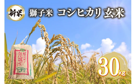 【令和6年産】獅子米 コシヒカリ 玄米 30kg コンテスト受賞米 お米 米 おこめ ブランド米 こしひかり 30キロ 国産 単一原料米 コメ こめ ご飯 銘柄米 茨城県産 茨城 産直 産地直送 農家直送 ごはん 家庭用 贈答用 お取り寄せ ギフト 茨城県 石岡市 (G421)