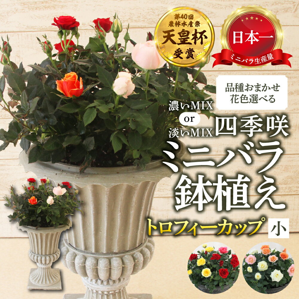 【ふるさと納税】産地直送 花色 選べる ミニバラ トロフィーカップ（小） [11月〜3月 お届け] 品種 おまかせ のため 訳あり 訳アリ 四季咲き ミニバラ 花 ガーデニング 生産量 日本一 天皇杯 鉢植 ※沖縄 離島配送不可 薔薇 セントラルローズ [mt1901] 40000円 4万