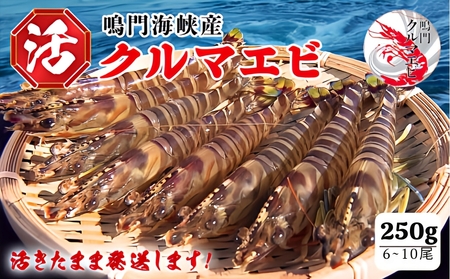 【予約受付中・8月頃より順次発送】活クルマエビ 250g　【活き発送】 ※説明文をご確認ください