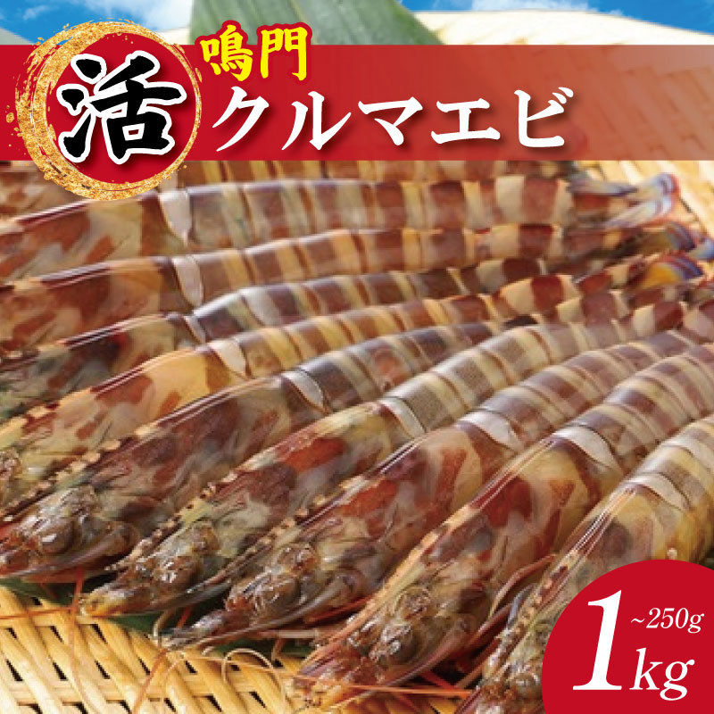 【ふるさと納税】 【指定日必須】 活き車海老 250g ～ 1kg 選べる 発送時期 サイズ クルマエビ 車エビ えび 活きエビ 活きたまま 養殖 塩焼き 天ぷら フライ 冷蔵 徳島 鳴門 【年末年始 発送対応可能です！】