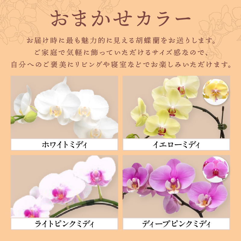 ミディ胡蝶蘭 1本立 半年間 3回定期便 ※お届け不可地域あり【008C-013】