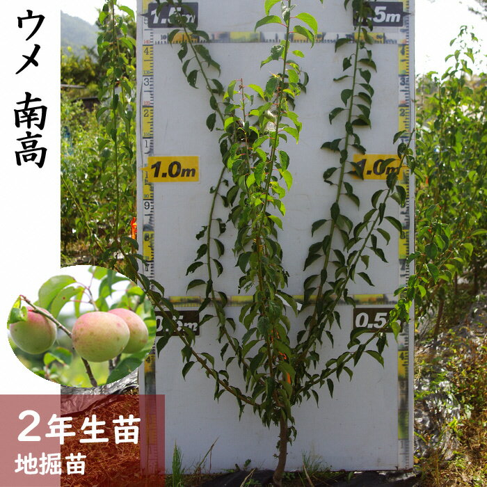 【ふるさと納税】＜すだ農園＞2年生 苗木◇ウメ(実梅) 南高[地掘苗 2024年] ※北海道、沖縄、離島への配送不可 ※2025年11月中旬～2026年4月下旬頃に順次発送予定