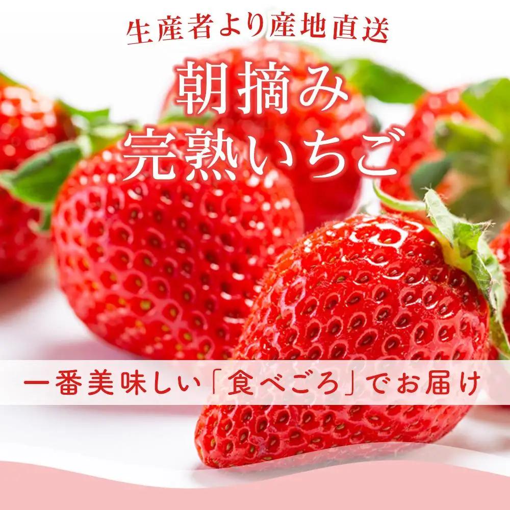 【先行予約】いちご 700g フルーツ イチゴ 西島園芸団地