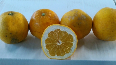 先行予約 訳あり 河内晩柑 約12kg 規格外 サイズ不選別 晩柑 ばんかん 柑橘 九州 熊本県 宇城市 送料無料 【2026年3月下旬〜6月下旬発送予定】