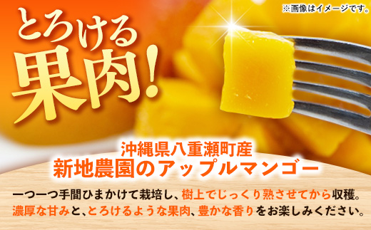 【化粧箱入り】【先行受付・2026年発送】新地農園 アップルマンゴー 優品 約1kg （2～3玉）- 産地直送 先行予約 沖縄県産 贈り物 ギフト 南国フルーツ 旬の味覚 オススメ 沖縄県 八重瀬町