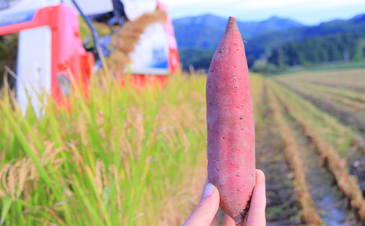 自然栽培 栗かぐや 2kg さつまいも サツマイモ 芋 山形県 新庄市 F3S-2208