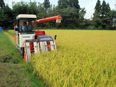 【令和7年産】【5回定期便】阿賀野市産「新之助」5kg（5kg×1袋） 安田興和農事 白米 精米 1W11076