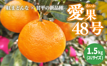 【2026年3月下旬から発送予定】  あいか 愛果48号 約 1.5kg 6玉 特選品 期間限定 愛媛県産 みかん 柑橘【FT100_x】
