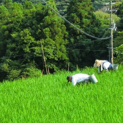 ふるさと納税 北川村 北川村の米〈維新の風〉[5kg×1袋] |  | 03