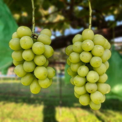 
                  栃木県小山市産シャインマスカット約2.0kg(3～4房)【1297371】
                