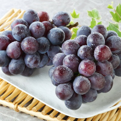 【ふるさと納税】秋のニューピオーネ2房【冷蔵】2026年発送【配送不可地域：離島・北海道・沖縄県】【1709335】