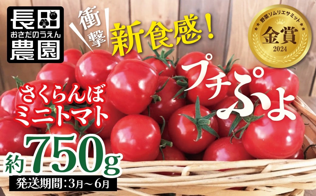 
                  【2026年発送】衝撃の一粒!!奇跡のさくらんぼミニトマト(プチぷよ) 約750g（250g×3パック） ソムリエサミット 金賞 受賞 長田農園  産地直送 トマト とまと 野菜 やさい フルーツ サラダ 濃厚 甘い ご褒美 プレゼント 美容 健康 リピート多数 人気 高評価 数量限定 碧南市 H004-212
                