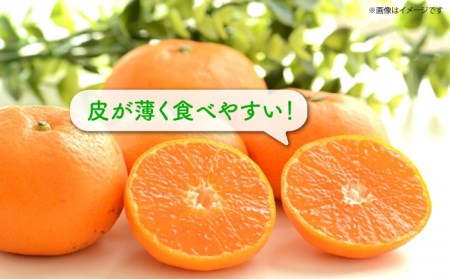 【先行予約】 早生 （宮川早生） みかん Lサイズ 約5kg  ー2025年11月より発送ー 長与町/山口農園 [EBI011] みかん ミカン 温州みかん 早生みかん 長崎みかん 長与みかん