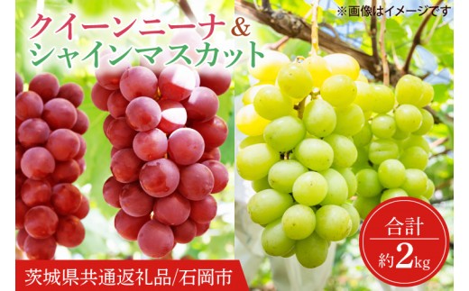 
                  【2026年9月より順次発送】クインニーナ ＆ シャインマスカット 詰め合わせ 約2kg【茨城県共通返礼品/石岡市】【葡萄 ぶどう マスカット フルーツ 果物 くだもの 水戸市 茨城県】(IT-18)
                