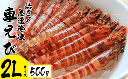車えび 活き〆急速冷凍 車えび【2Lサイズ】500g