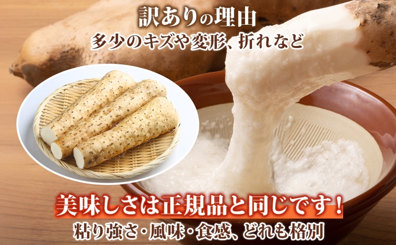 洞爺湖町産 訳あり 長芋 約10kg 2025年12月上旬から順次お届け 長いも 国産 北海道産 訳アリ 家庭用 不揃い とろろ 山かけ ステーキ 生食 調理 野菜 芋 旬 北海道 洞爺湖町