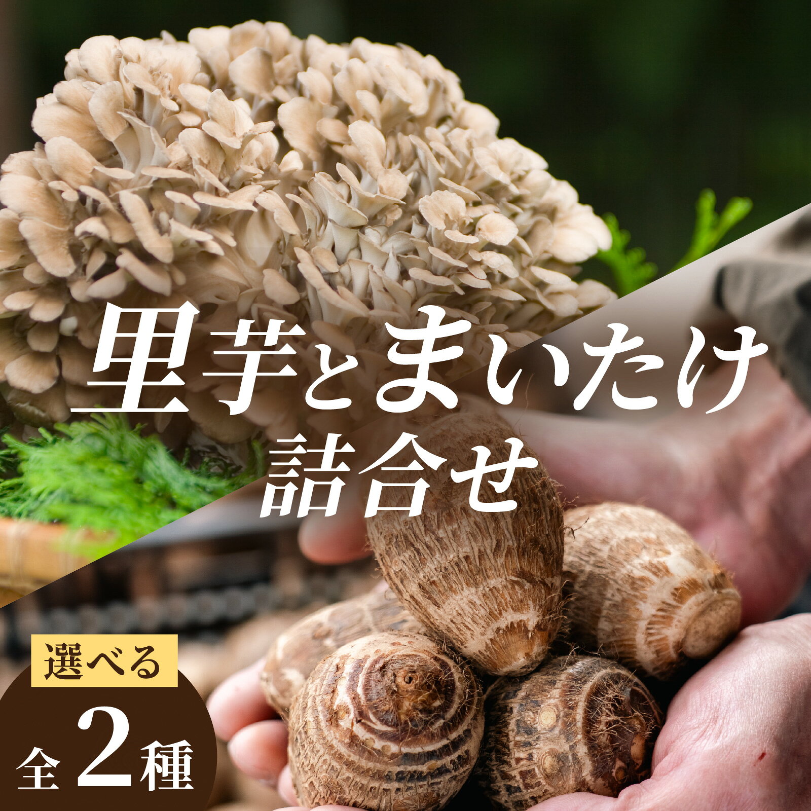 【ふるさと納税】【先行予約】上庄の里芋 [土付] と九頭竜まいたけの【大野の逸品、贅沢な詰合せ】[A-001100] 上庄 里芋 野菜 根菜 舞茸 まいたけ 九頭竜 送料無料