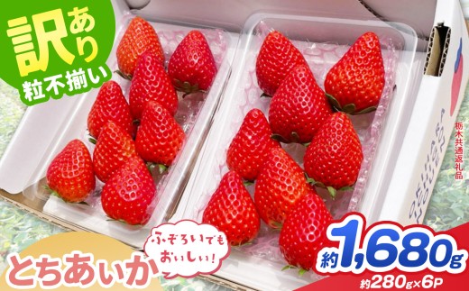 【先行予約】訳あり とちあいか 約 280g × 6P ｜【栃木県共通返礼品】いちご イチゴ 苺 訳あり 不揃い 粒 ハート 栃木県 那珂川町 送料無料