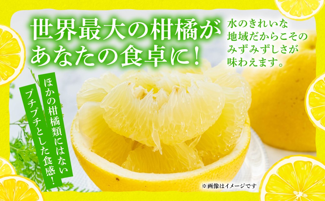 世界最大の柑橘があなたの食卓に！