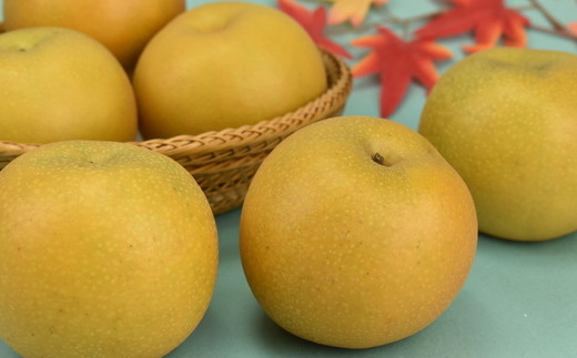 
                  市川のブランド梨「あきづき」　【12203-0041】
                