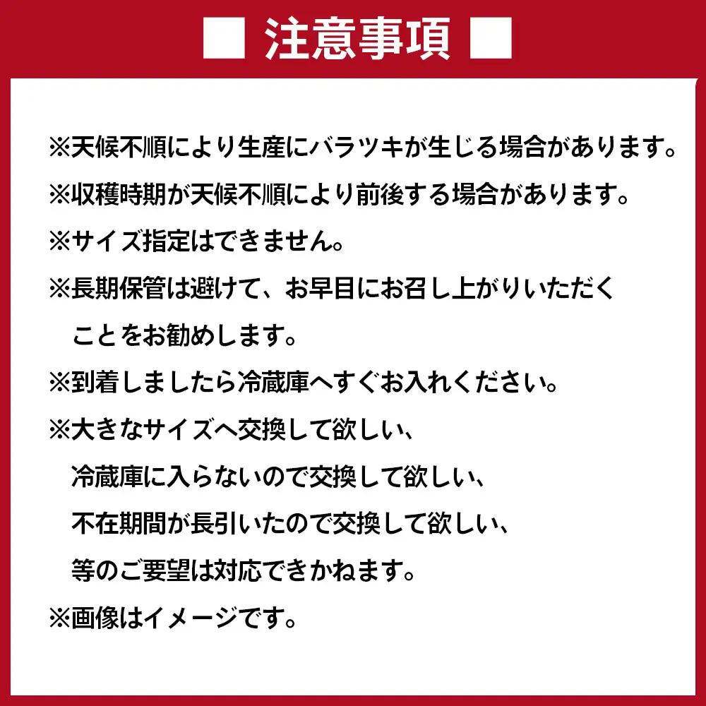 No.012 井上さんの西瓜「自信作（赤肉スイカ）」2Lサイズ以上2玉 ／ スイカ すいか 西瓜 2L 完熟 糖度 高糖度 甘い シャリ感 果物 フルーツ 旬 産地直送 お取り寄せ 贈答 ギフト 暑中