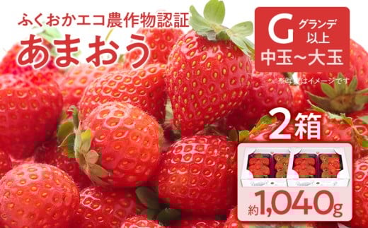 ふくおかエコ農作物認証あまおう G以上 2箱セット あまおう イチゴ 苺 いちご フルーツ 果物 くだもの 福岡県産 お取り寄せグルメ お取り寄せ 福岡 お土産 九州 福岡土産 取り寄せ グルメ 福岡県