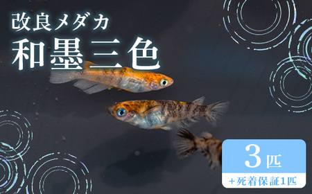 682 メダカ 和墨三色 トリオ(3匹) 改良メダカ【トリハタめだか】