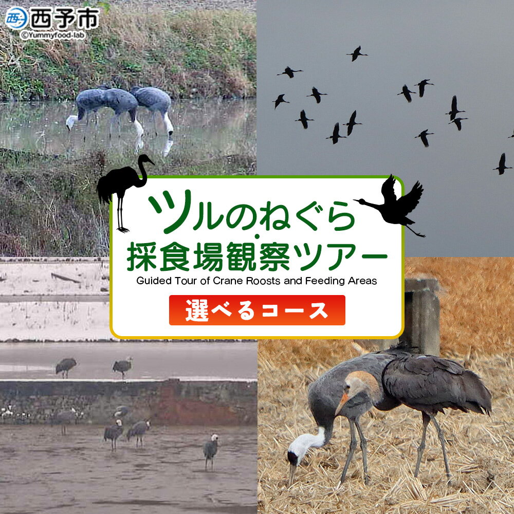 【ふるさと納税】選べる内容 ＜ツルのねぐら・採食場観察ツアー＞ つる ツル 鶴 鳥 野鳥 貴重 体験 観察 ツアー ねぐら ネグラ ねぐら観察 ねぐら入り ねぐら立ち ナベヅル 鍋鶴 マナヅル 真鶴 真名鶴 野鳥観察 採食場 西予市観光物産協会 愛媛県 西予市