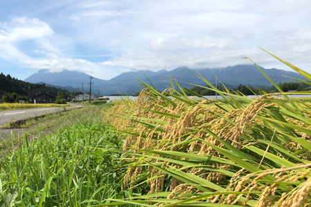 [3か月連続定期便(10kg×3回)] 令和5年度産 ゆうだい21 玄米10kg(5kg×2袋)｜数量限定 お米 国産 日光産 産地直送 [0319]