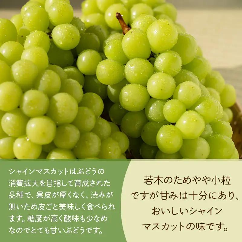 【令和8年産先行予約】 鶴岡市産 シャインマスカット(やや小粒) 約2kg (4～7房)　佐藤農園 