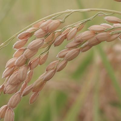 ふるさと納税 南魚沼市 令和6年産　南魚沼産 笠原農園米 コシヒカリ玄米 5kg |  | 02