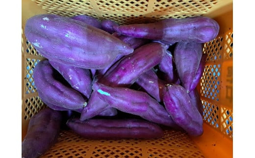 【先行予約・12月中旬以降出荷】神崎町産ベニアズマ「さつまいも」無選別 5kg[016-a001]【千葉県神崎町ふるさと納税】