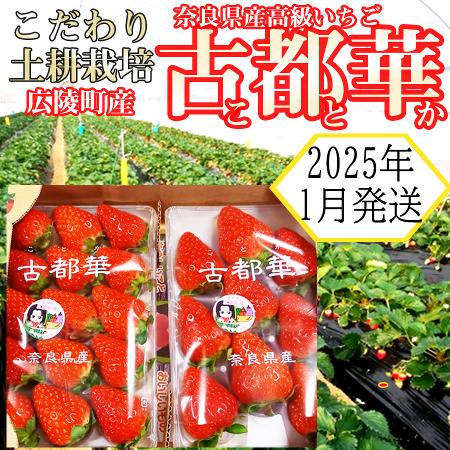 
            【2025年1月発送】こだわりの土耕栽培 奈良県産いちご【古都華】農家直送!2パック入り
          