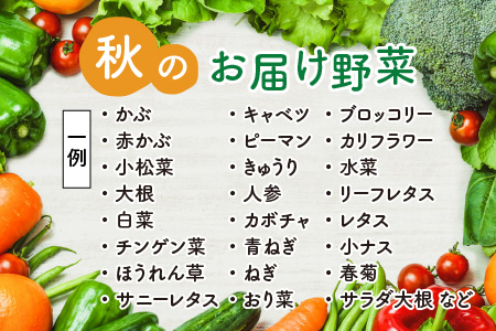 【先行予約】農家直送 秋野菜セット 1箱 7品目以上 《元気に育った新鮮野菜！》／ 福井 あわら市 季節 秋 野菜 ボックス BOX セット セレクト 農家 おまかせ 多品目 旬 詰め合わせ ※202