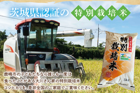 【精米】 こしひかり 10kg 令和7年産 特別栽培米 白米