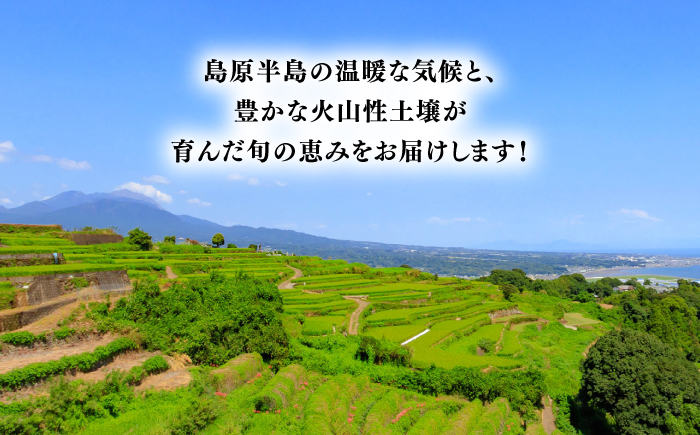 【12回定期便】＜配送時期が選べる＞採れたて野菜 お楽しみ便 （ 野菜 果物 きのこ 10品目以上 ） 野菜 フルーツ やさい 野菜セット 野菜定期便 旬 定期便 毎月 / 南島原市 / サンピア [SHB004]