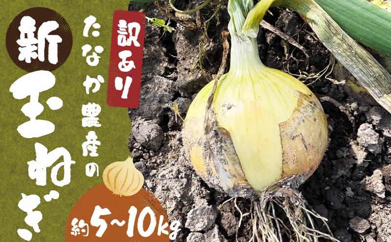
                  【先行予約】玉ねぎ 5kg 10kg 柳川市産（2026年4月上旬より発送） 【 ふるさと納税 たなか農産の柳川産 新玉ねぎ 訳アリ たまねぎ 玉ねぎ タマネギ 5kg 10kg サイズ 色々 玉葱 オニオン スライス サラダ 野菜 スープ 肉じゃが 煮物 ハンバーグ すりおろし 甘い カレー 新鮮 柳川市産 野菜 旬 福岡県 柳川市 】 
                