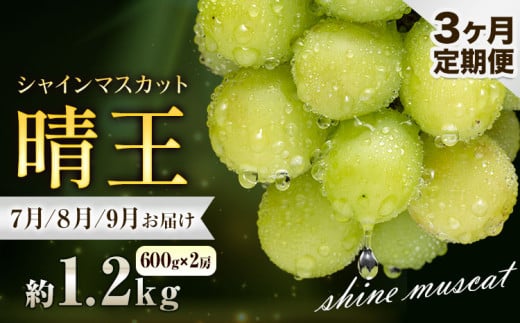 ぶどう シャインマスカット 晴王 1.2kg 2房 3ヶ月定期便 彩美菜果《2026年7月上旬-9月末頃出荷》 マスカット 送料無料 岡山県 浅口市 フルーツ 果物 贈り物 国産 岡山県産 くだもの 果物 7月 8月 9月発送 【配送不可地域あり】
