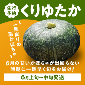 【 2025年 先行予約 】春かぼちゃ （ くりゆたか ）4玉（6kg以上） C062-003-02 野菜 やさい かぼちゃ カボチャ 南瓜 栗かぼちゃ 栗カボチャ 栗南瓜 レア 貴重 先行受付 先行