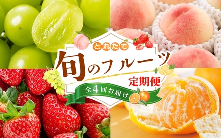 【フルーツ定期便・全4回】品質に自信あり！くしがきの里から直送　桃・シャインマスカット・はれひめ・まりひめを季節ごとにお届け♪ / 定期便 桃 もも みかん 柑橘 シャインマスカット マスカット いちご イチゴ 苺 果物 フルーツ 4回【BK-kgr038】